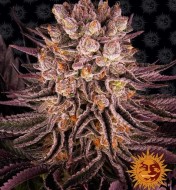 Mimosa x Orange Punch Feminized