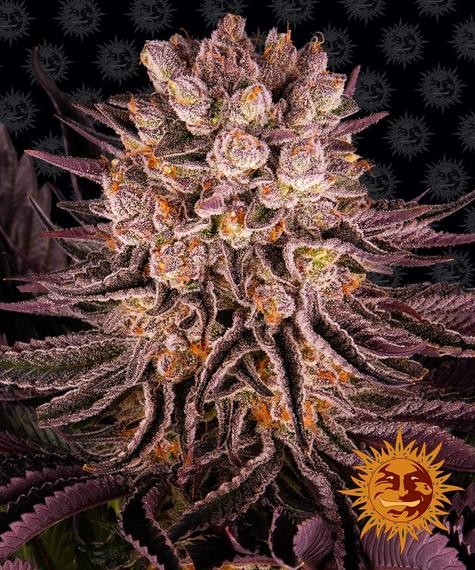 Mimosa x Orange Punch Feminized