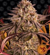 Sunset Sherbet Feminized