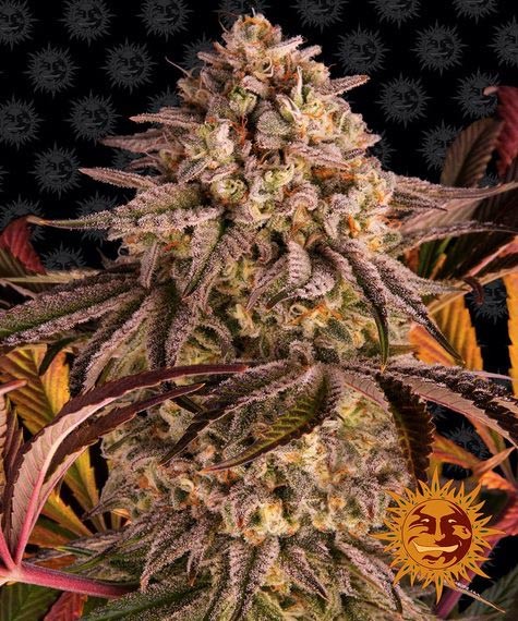 Sunset Sherbet Feminized