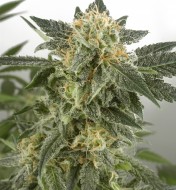 Snow White Feminized
