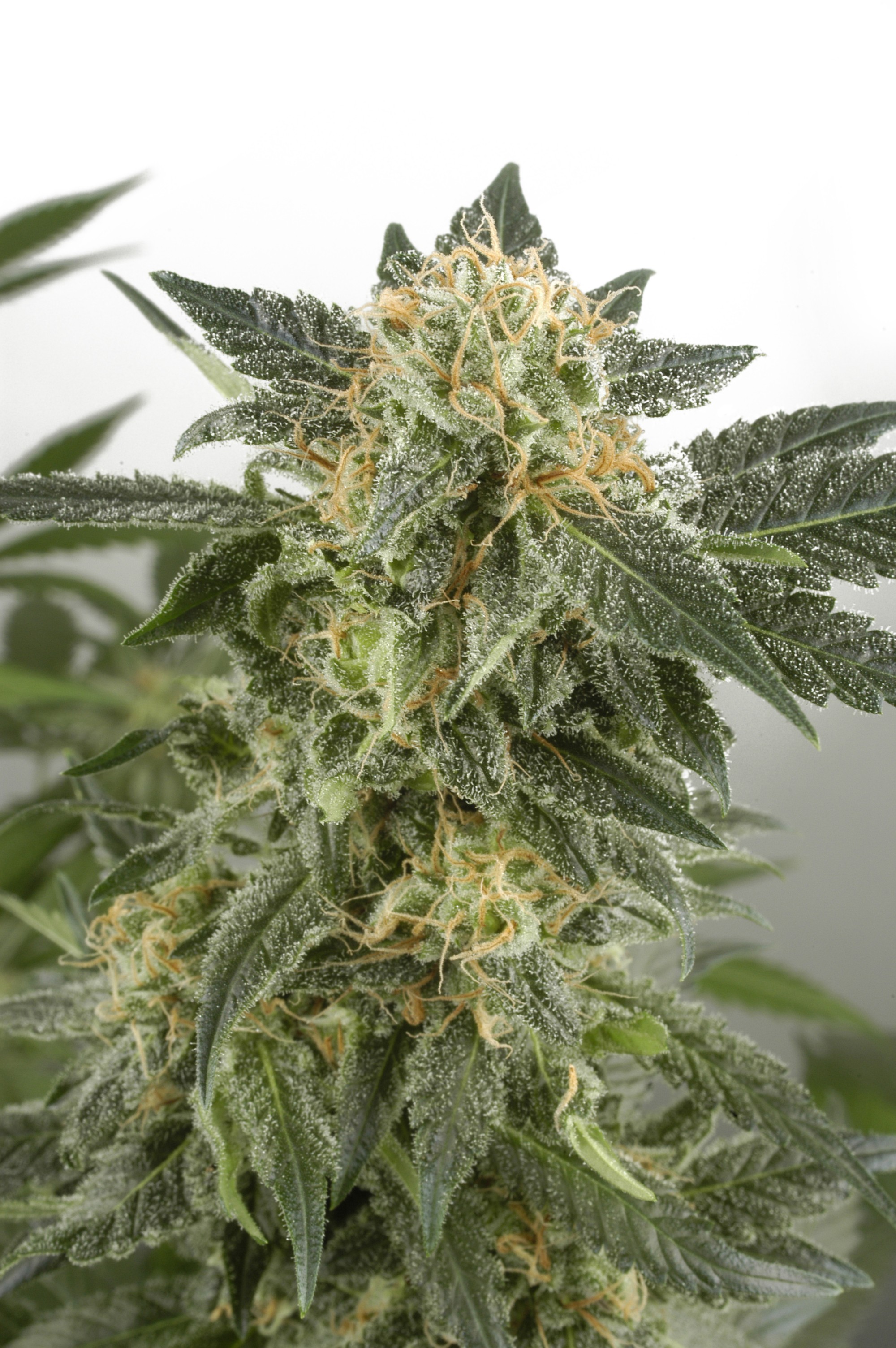 Snow White Feminized