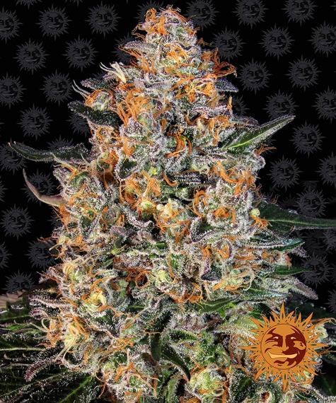 Bubba Kush Regular