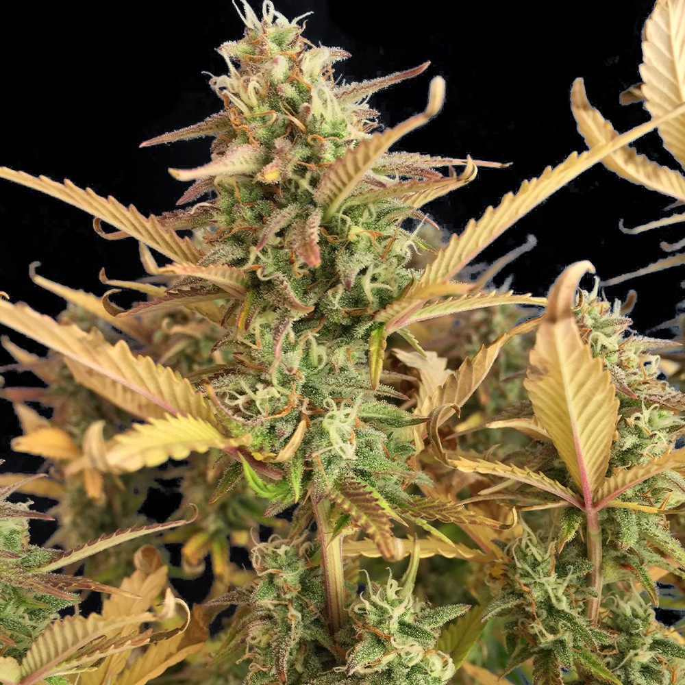 Runtz Autoflower