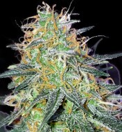 Bruce Banner Regular