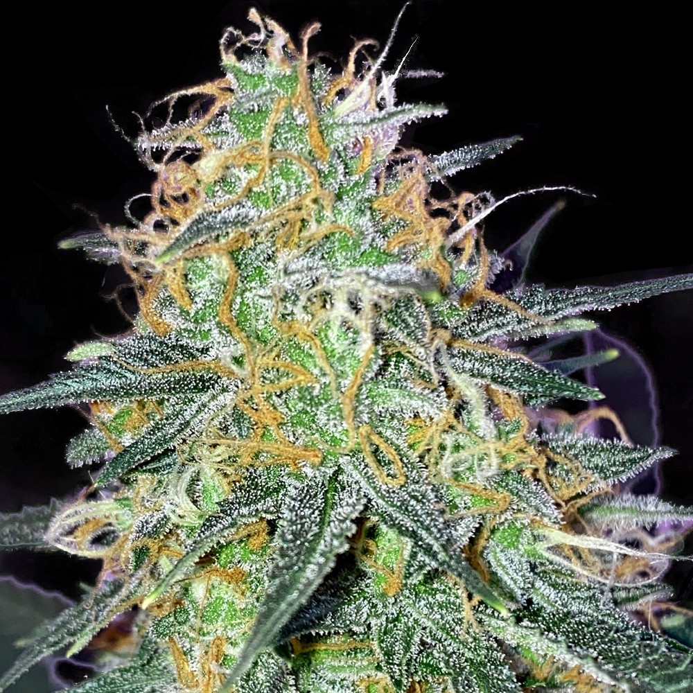 Bruce Banner Regular
