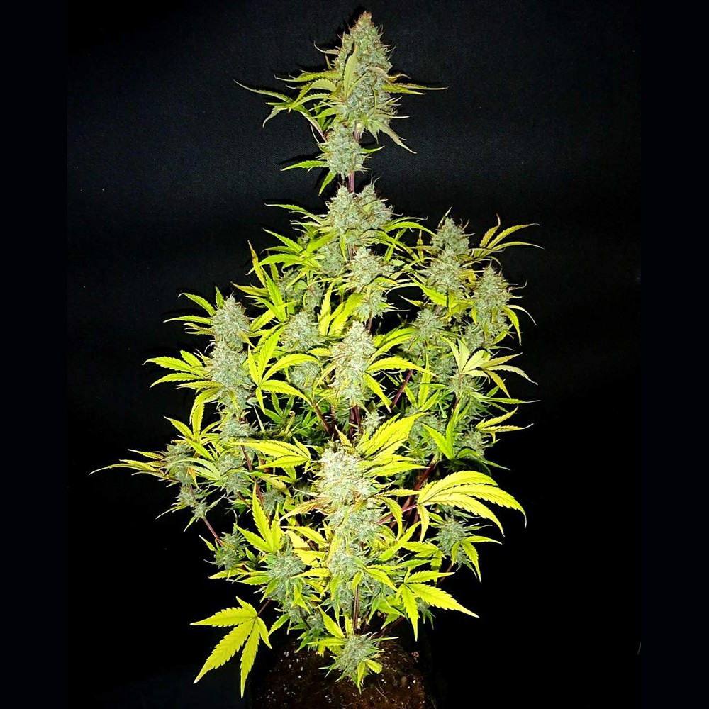 Wedding Cake Autoflower