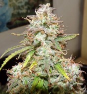 Girl Scout Cookies Autoflower