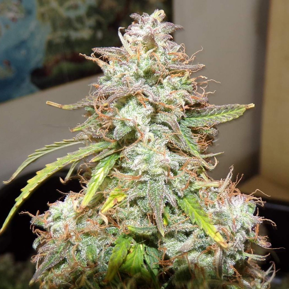 Girl Scout Cookies Autoflower