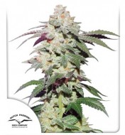 Skywalker Feminized