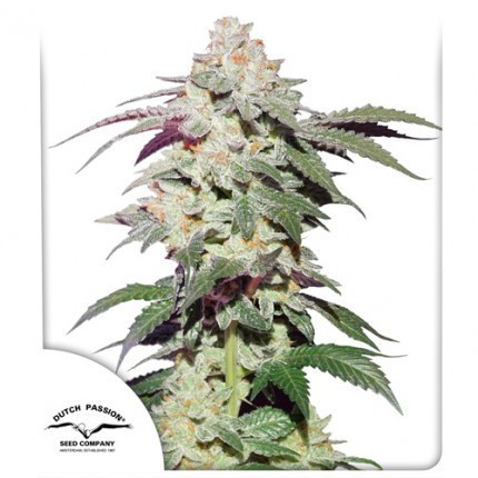 Skywalker Feminized
