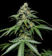Magnum Autoflower