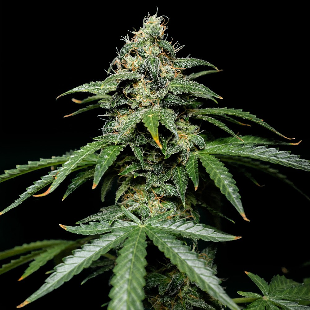 Magnum Autoflower