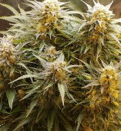 Lemon Skunk Autoflower