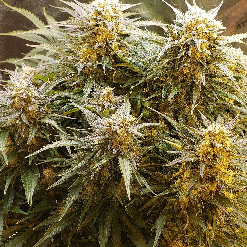 Lemon Skunk Autoflower