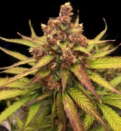 Purple Haze Autoflower