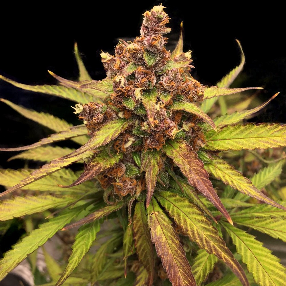 Purple Haze Autoflower