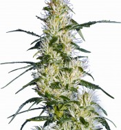Purple Haze Feminized