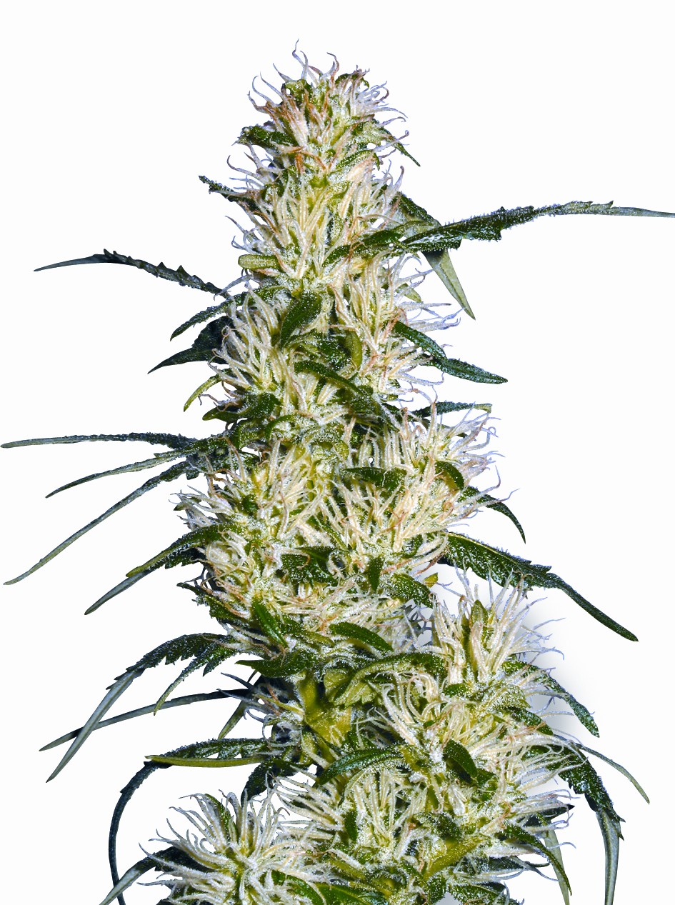 Purple Haze Feminized