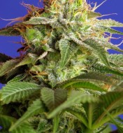 Green Poison Feminized