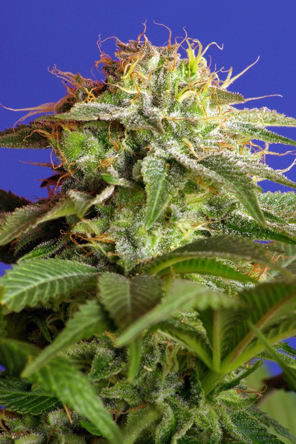 Green Poison Feminized