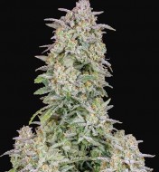 Forbidden Zkittlez Feminized