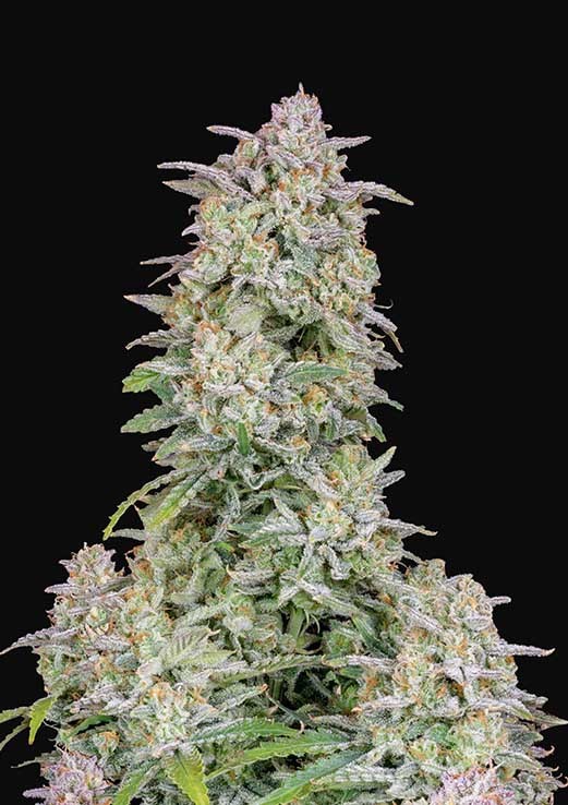 Forbidden Zkittlez Feminized
