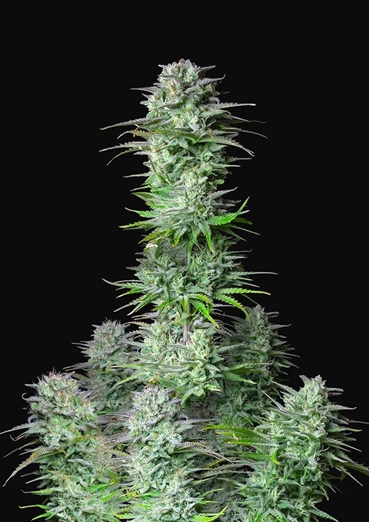 Kosher Feminized