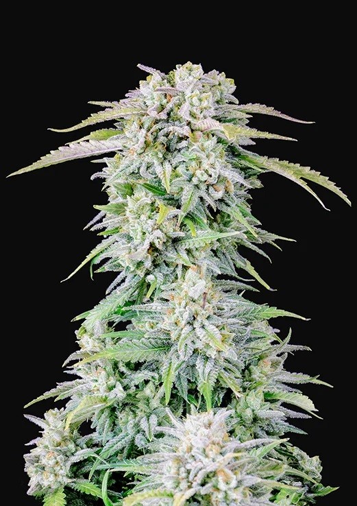 Afghan Kush Regular