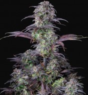 Blueberry Autoflower