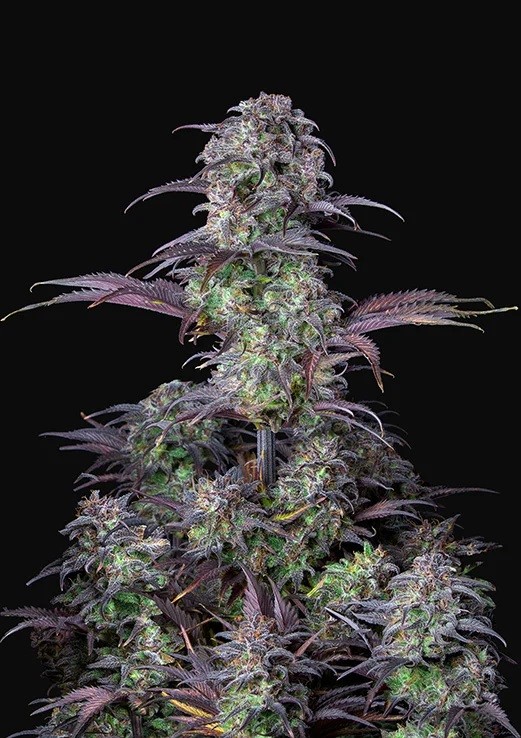 Blueberry Autoflower