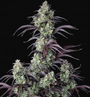 Mimosa Cake Autoflower