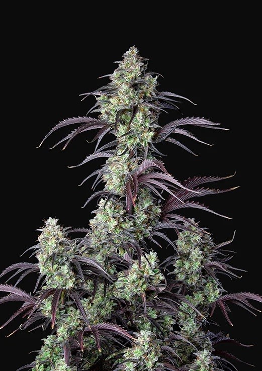 Mimosa Cake Autoflower
