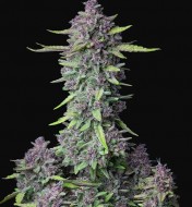 Purple Punch F1 Feminized