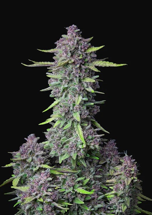 Purple Punch F1 Feminized