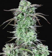 Strawberry Banana Autoflower