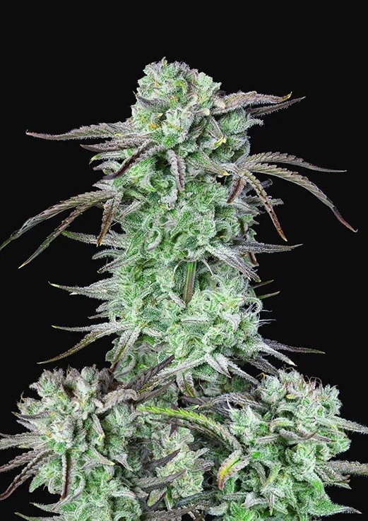 Strawberry Banana Autoflower