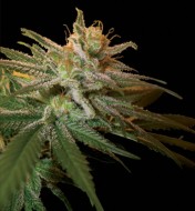 Kushberry Feminized