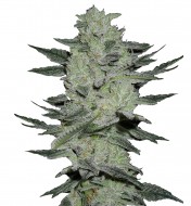 Jack Herer Autoflower
