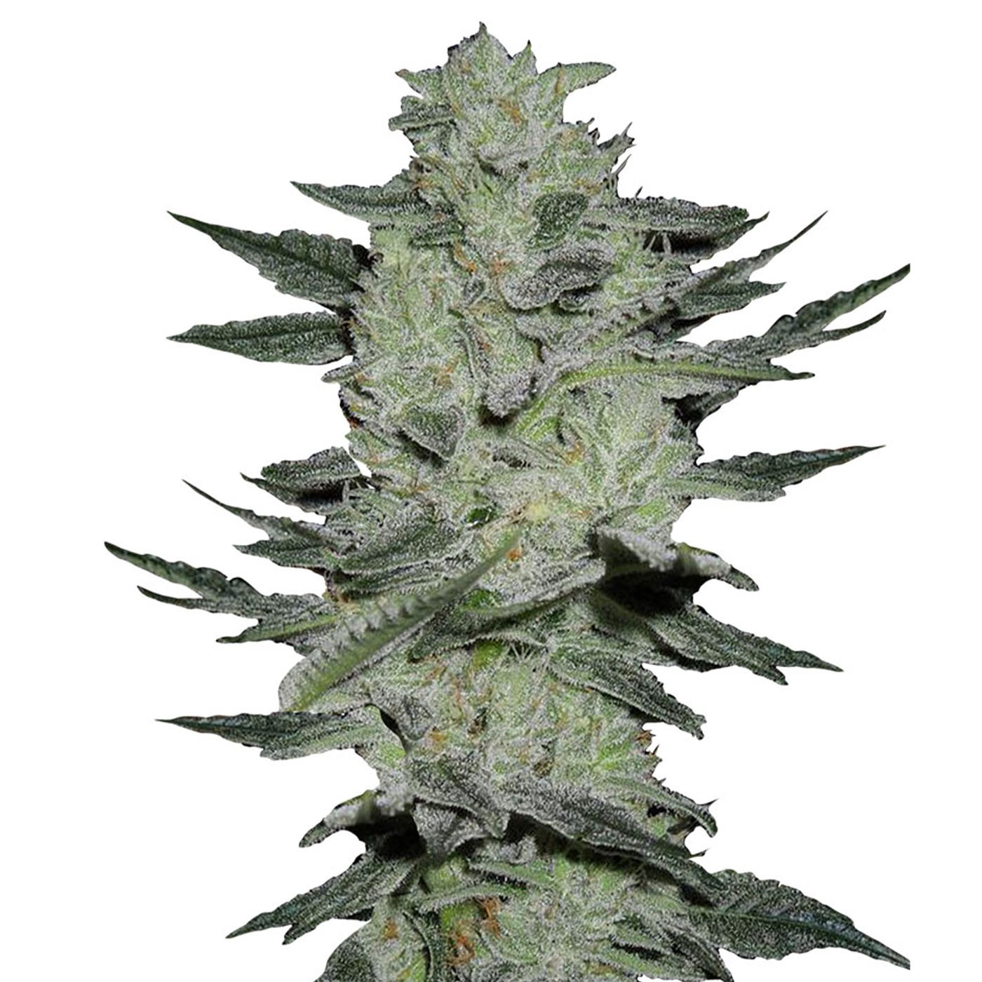 Jack Herer Autoflower