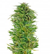 Amnesia Lemon Feminized