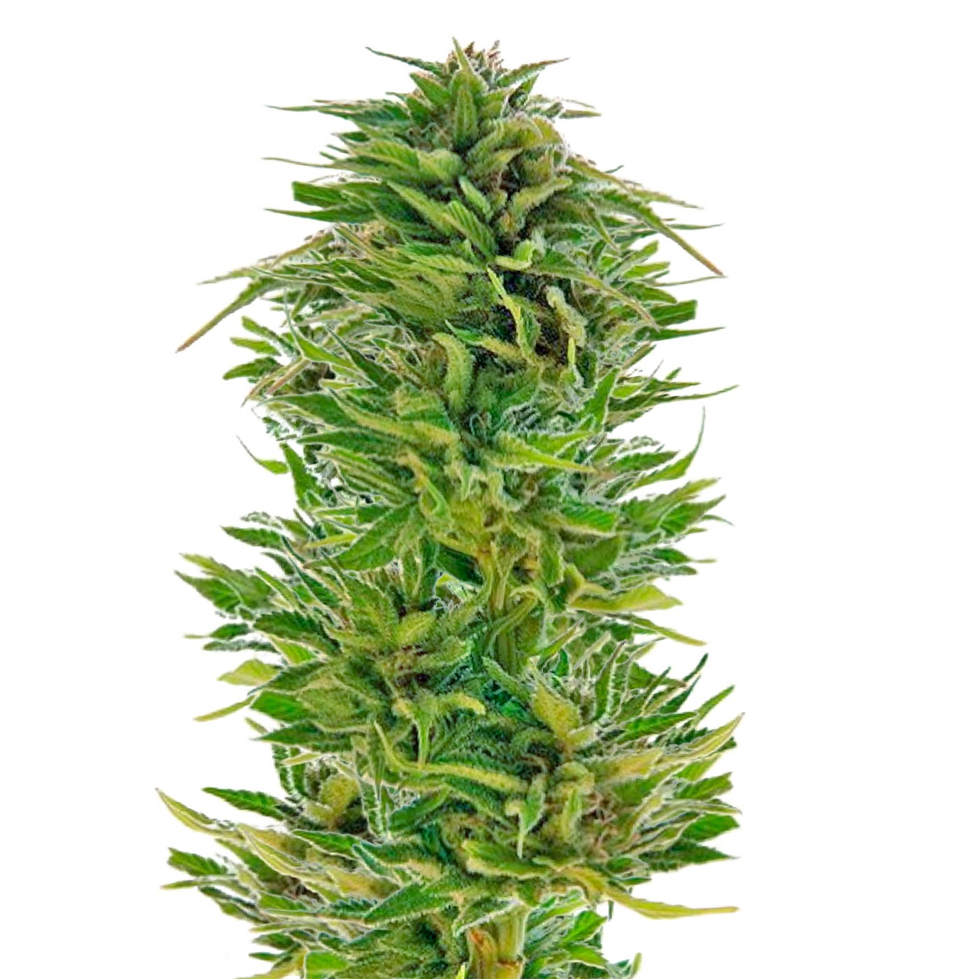 Amnesia Lemon Feminized