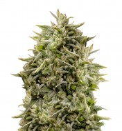 Bubba Kush Feminized
