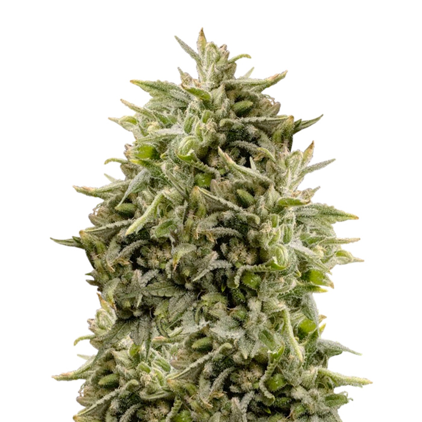 Bubba Kush Feminized