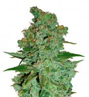 Cheese Feminized
