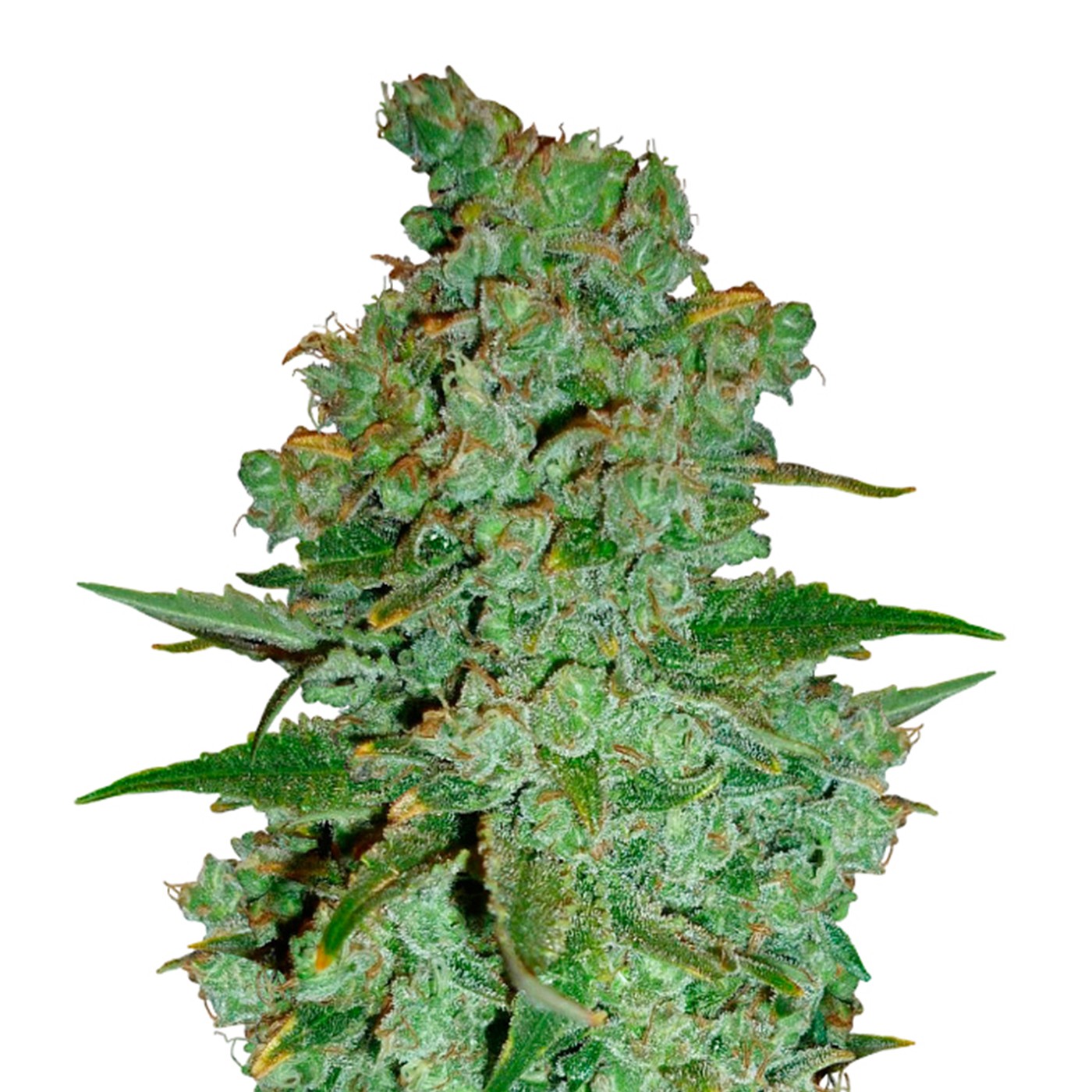 Cheese Feminized