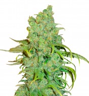 Chocolope Feminized