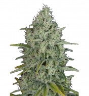 Critical Jack Feminized