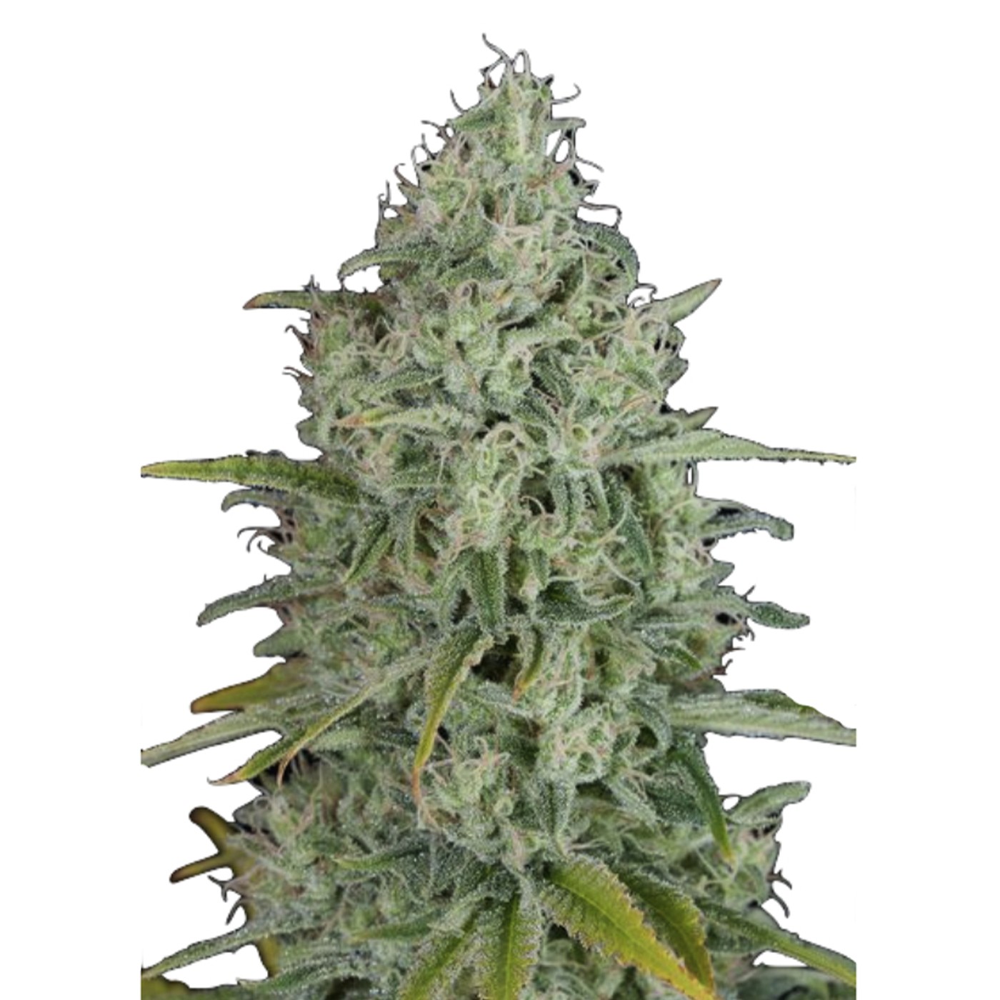 Critical Jack Feminized