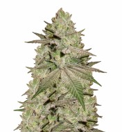 Early Skunk Feminized